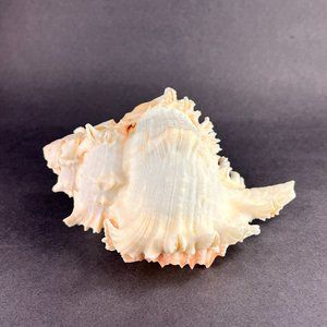 Spiked Murex Shell Seashell White Pink Nautical Beach Ocean Decor Aquarium